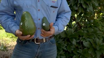 Ce înseamnă schimbările climatice pentru viitorul plantelelor și fructelor exotice cultivate în Marea Britanie