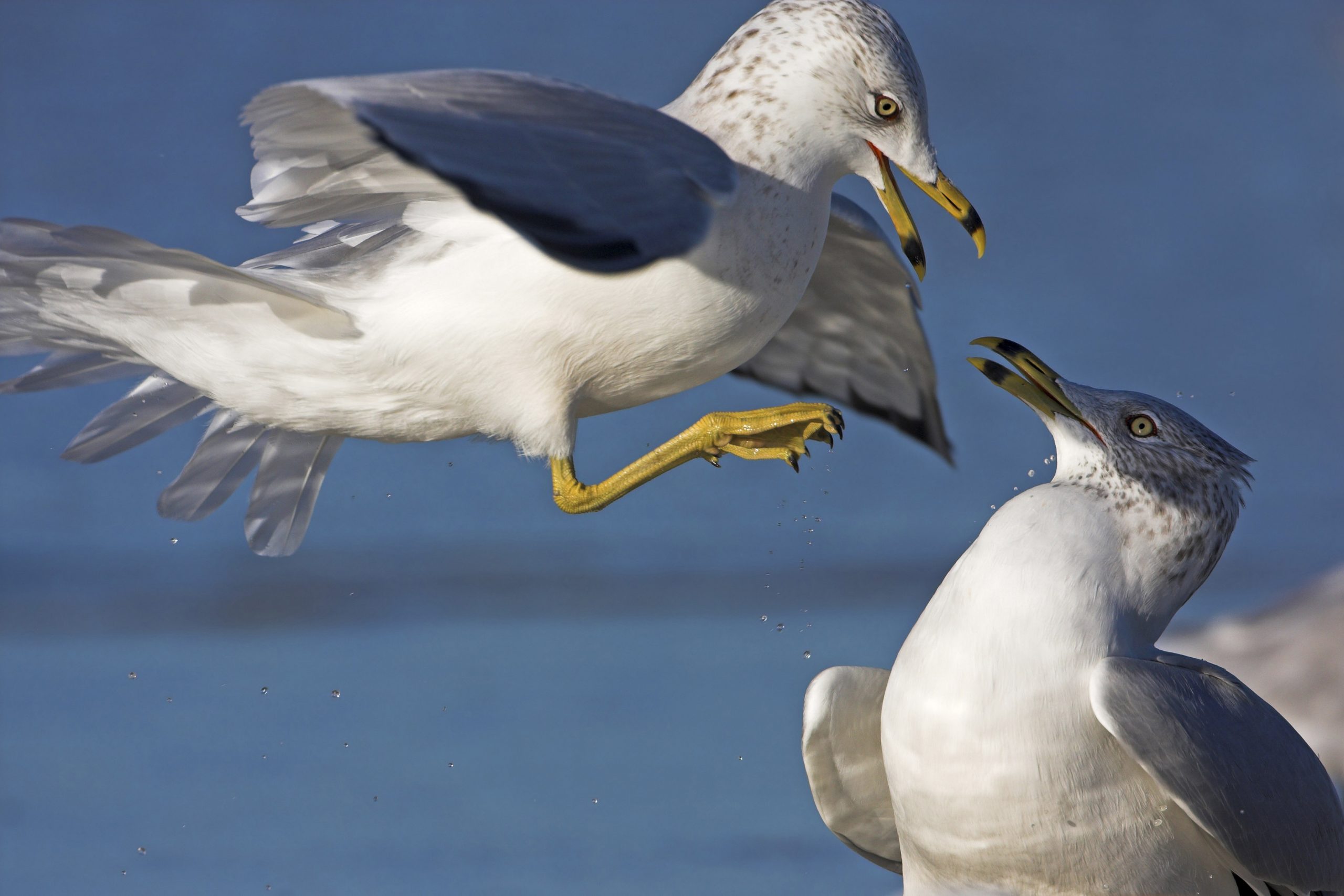 Avertismentul dat de experți: Aceste păsări se comportă „foarte agresiv” și pot răspândi infecții periculoase