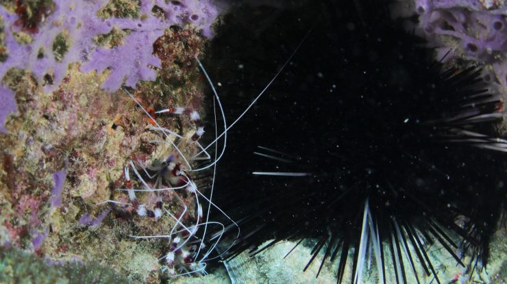 Oamenii de știință spun că aricii de mare dispar în mod misterios în Caraibe