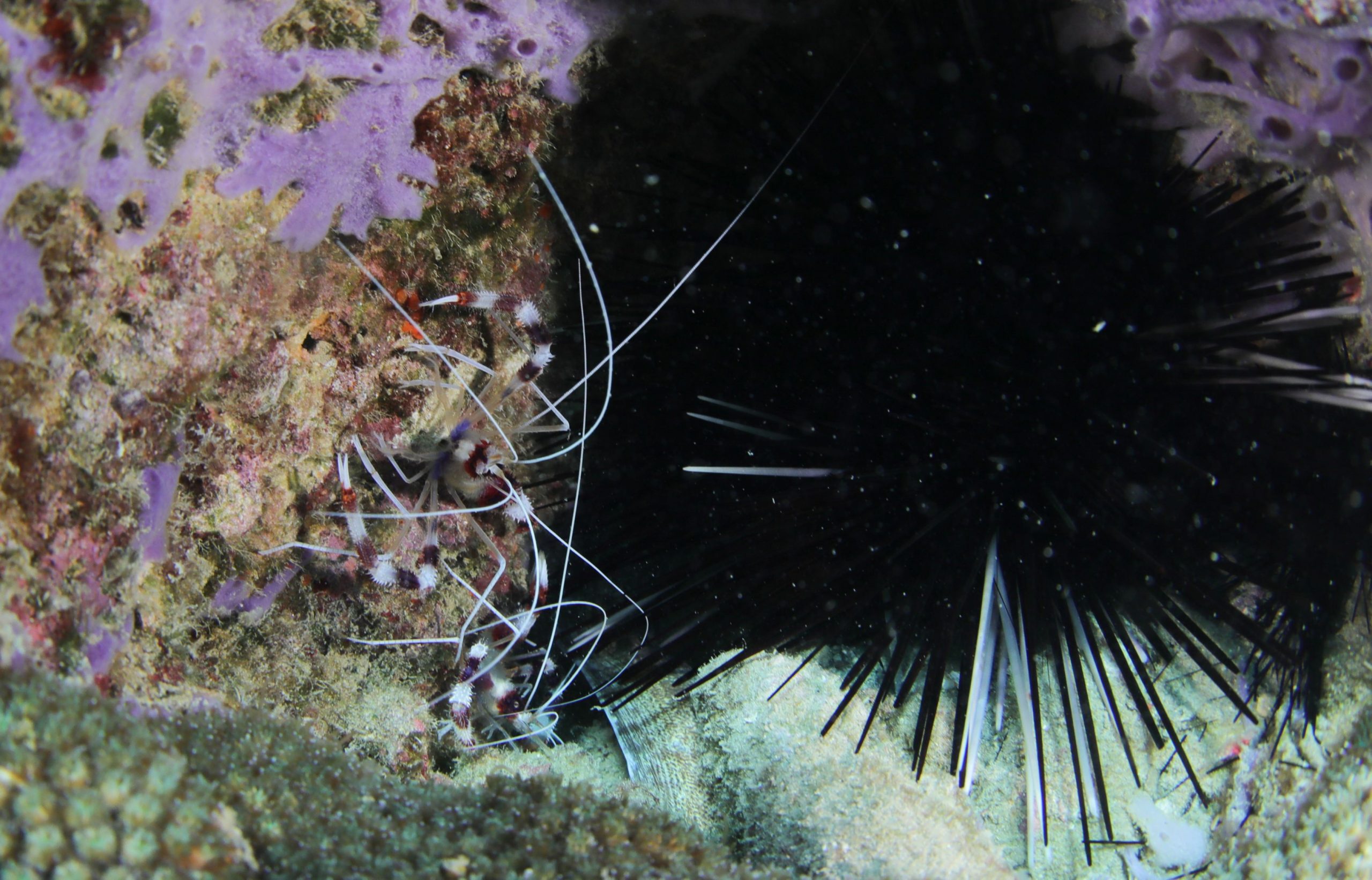 Oamenii de știință spun că aricii de mare dispar în mod misterios în Caraibe