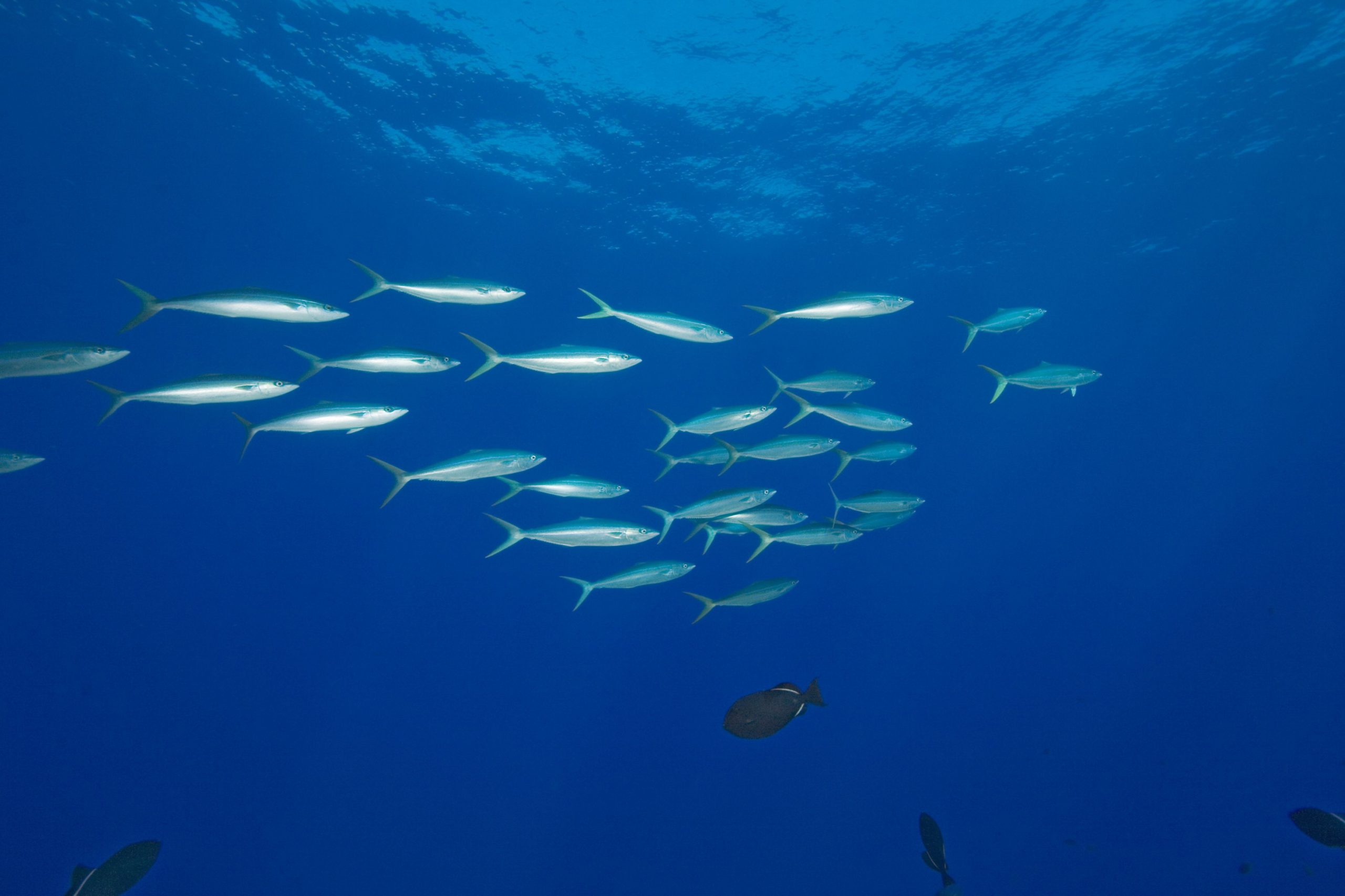 Descoperirea unei noi fosile de pește rescrie ceea ce știm despre cum a evoluat omenirea