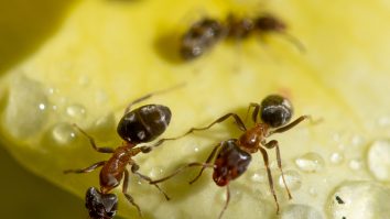 Invazie de furnici galbene nebune în sudul Indiei. Insectele scuipă acid formic și atacă animale