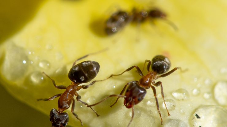 Invazie de furnici galbene nebune în sudul Indiei. Insectele scuipă acid formic și atacă animale