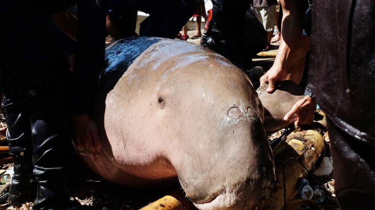 Dugongul, cel mai blând gigant al oceanului și singurul mamifer marin vegetarian, declarat dispărut în apele chinezești