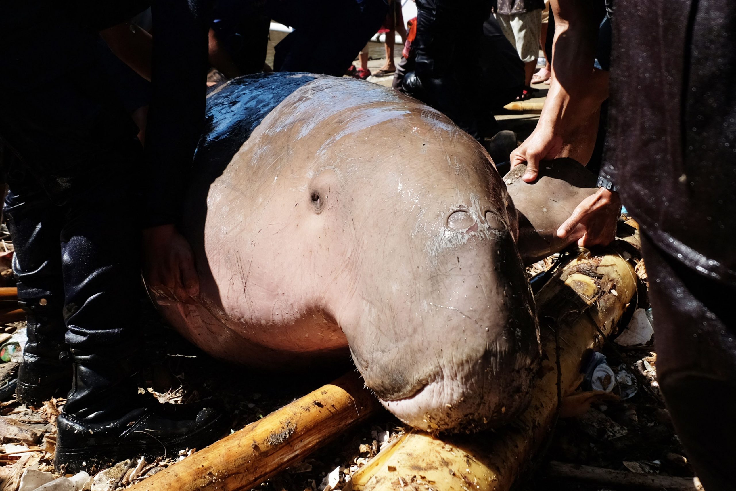 Dugongul, cel mai blând gigant al oceanului și singurul mamifer marin vegetarian, declarat dispărut în apele chinezești