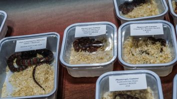 Un indian cu 17 animale sălbatice, prins pe aeroportul din Bangkok