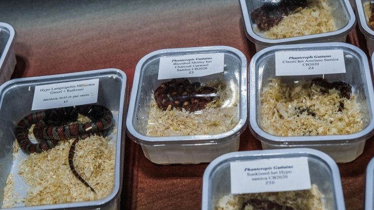 Un indian cu 17 animale sălbatice, prins pe aeroportul din Bangkok