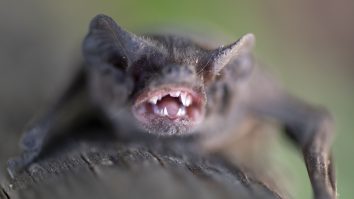 STUDIU. Coronavirusurile de tipul SARS infectează anual aproximativ 66.000 de persoane în Asia de Sud-Est