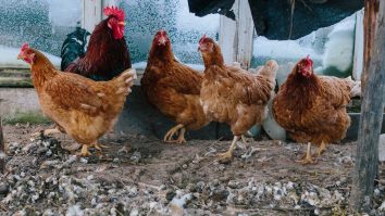 China: Epuizate de caniculă, găinile ouă mai puțin