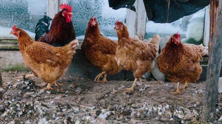 China: Epuizate de caniculă, găinile ouă mai puțin