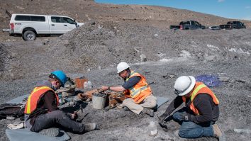 Au fost descoperite fosile de șopârlă gigantică care a condus oceanele în urmă cu 66 de milioane de ani 