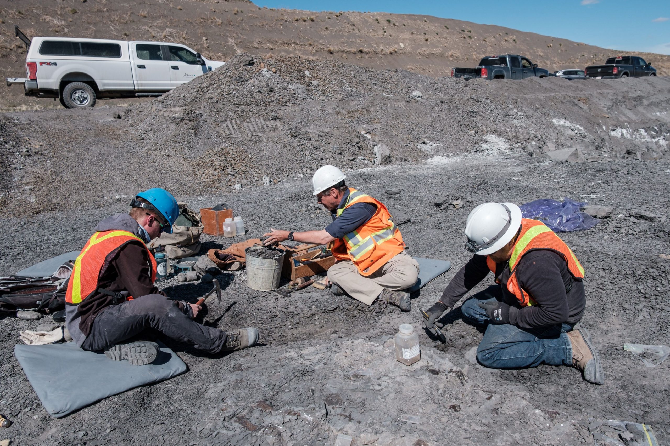 Au fost descoperite fosile de șopârlă gigantică care a condus oceanele în urmă cu 66 de milioane de ani 