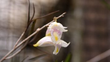 O nouă specie de orhidee, descoperită în Parcul Naţional pentru Panda Uriaş din China