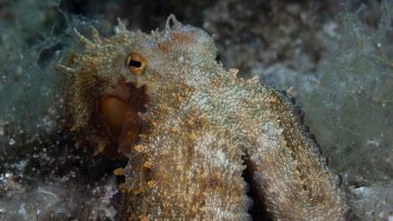 În mintea unei caracatițe: O explorare surprinzătoare a miracolului conştiinței