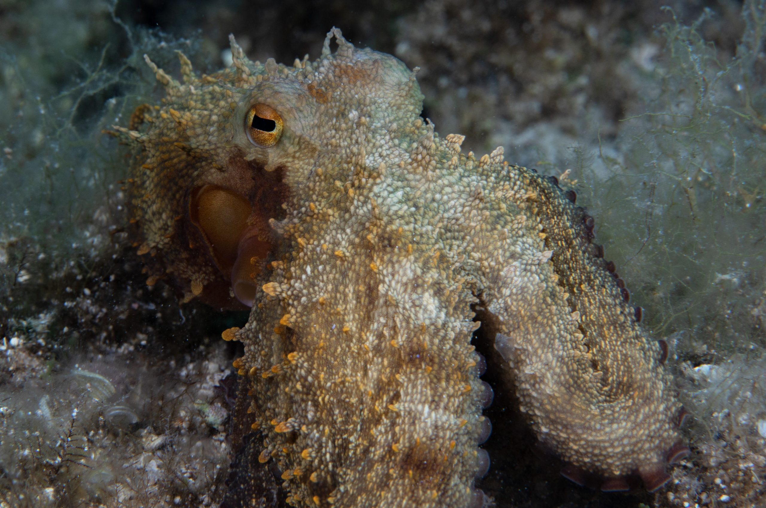 În mintea unei caracatițe: O explorare surprinzătoare a miracolului conştiinței