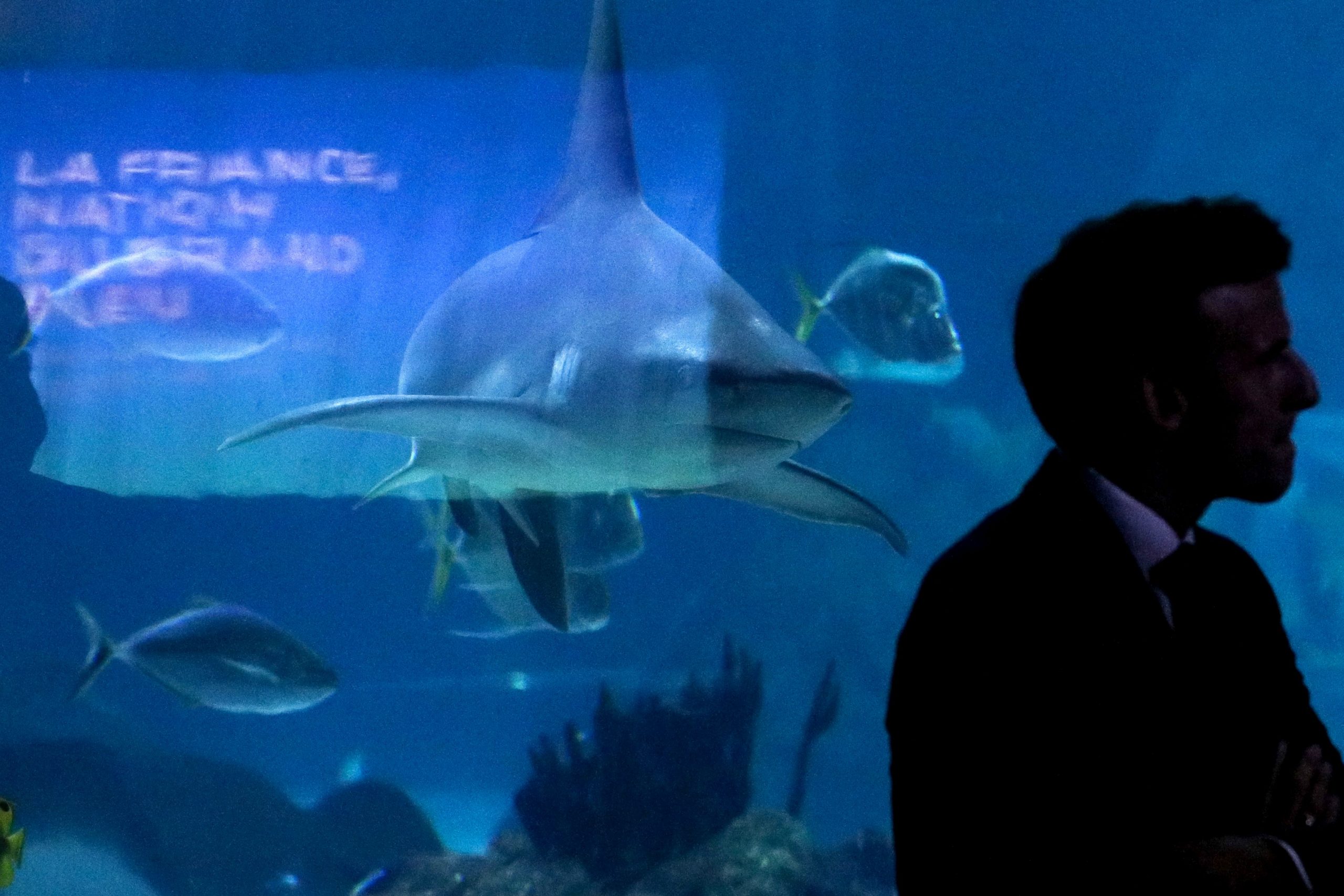 Discuțiile privind un tratat ONU pentru protejarea vieții marine s-au încheiat fără un acord