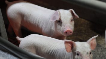 STUDIU. Oamenii ar putea să respire prin anus ca porcii, iar testele vor începe anul acesta