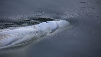 Experții se luptă să salveze balena beluga pierdută în râul Sena din Franța