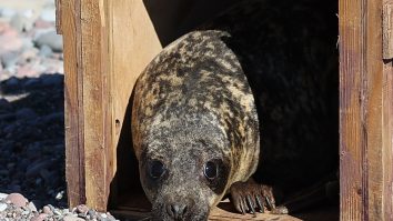 VIDEO. Nu au fost hoții! O focă a intrat într-o casă din Noua Zeelandă și a stat ore întregi înăuntru
