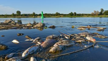 În Polonia, a fost stabilită cauza probabilă a ciumei în masă a peștilor din râul Oder