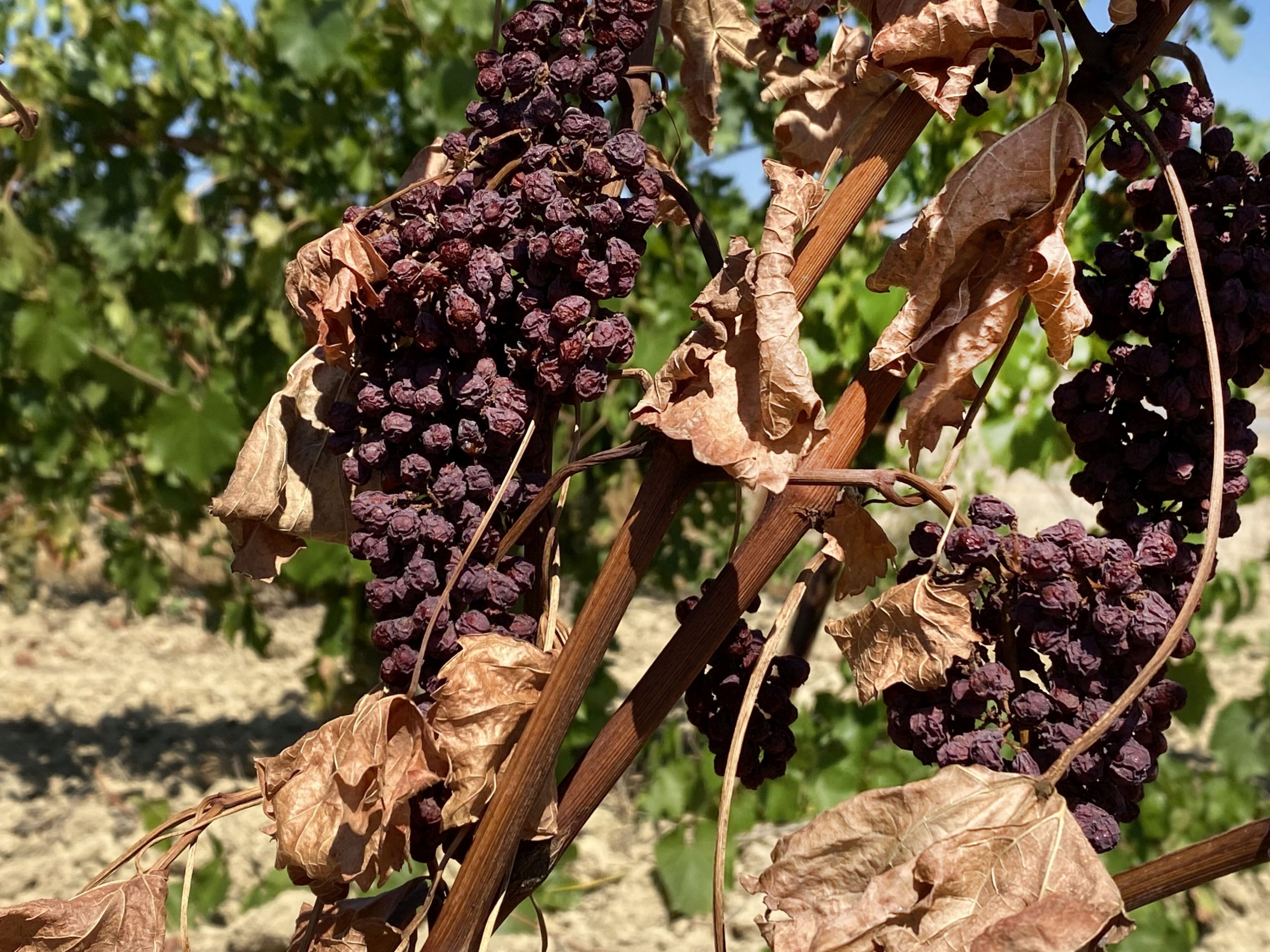 Seceta din Portugalia face ca prețul apei să crească, iar curățenia stradală este interzisă