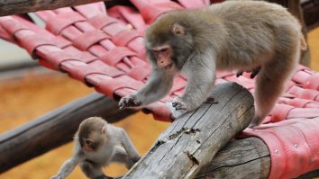 STUDIU. Maimuțele indoneziene folosesc pietre pe post de jucării sexuale