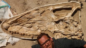 Arheologii israelieni au dezgropat un colț de elefant rar, vechi de 500.000 de ani