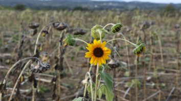 RAPORT. Seceta din Europa ar putea fi cea mai gravă din ultimii cel puțin 500 de ani