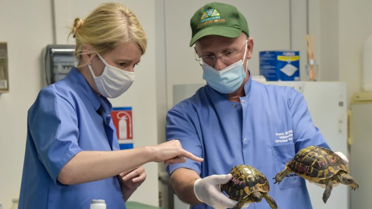 Încălzirea globală face ca puii de broască țestoasă de mare să fie aproape numai femele