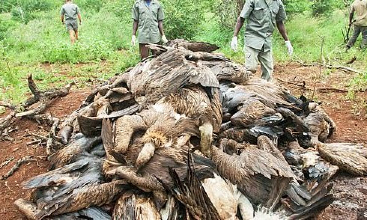 „Medicii vrăjitori” au ucis 100 de vulturi pentru a folosi părți din corpul lor în poțiuni