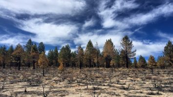 Criza climatică amenință supraviețuirea a 1.000 de specii de arbori