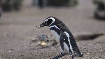 Focar de gripă aviară detectat în colonia de pinguini Boulders, Cape Town