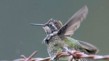 STUDIU. Femelele colibri se „deghizează”  în masculi pentru a scăpa de hărțuire
