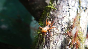 STUDIU. Pământul găzduiește 20 de cvadrilioane de furnici