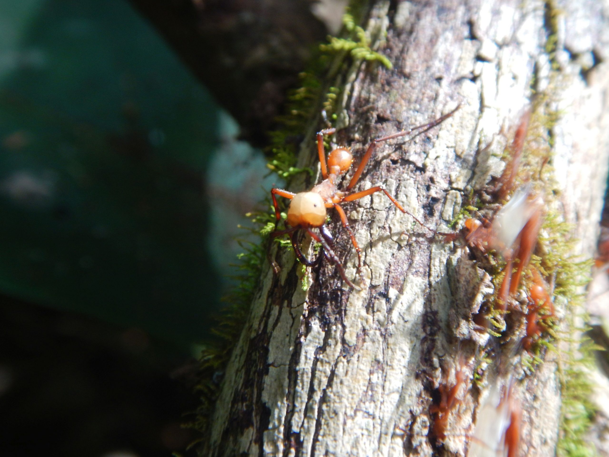 STUDIU. Pământul găzduiește 20 de cvadrilioane de furnici