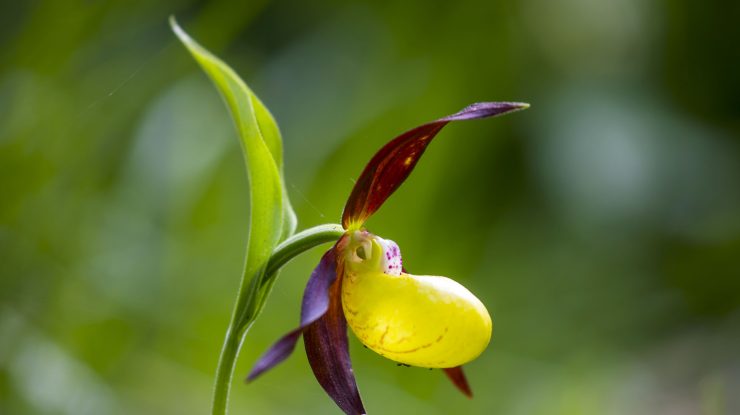 Singapore botează o orhidee după președintele filipinez și soția sa