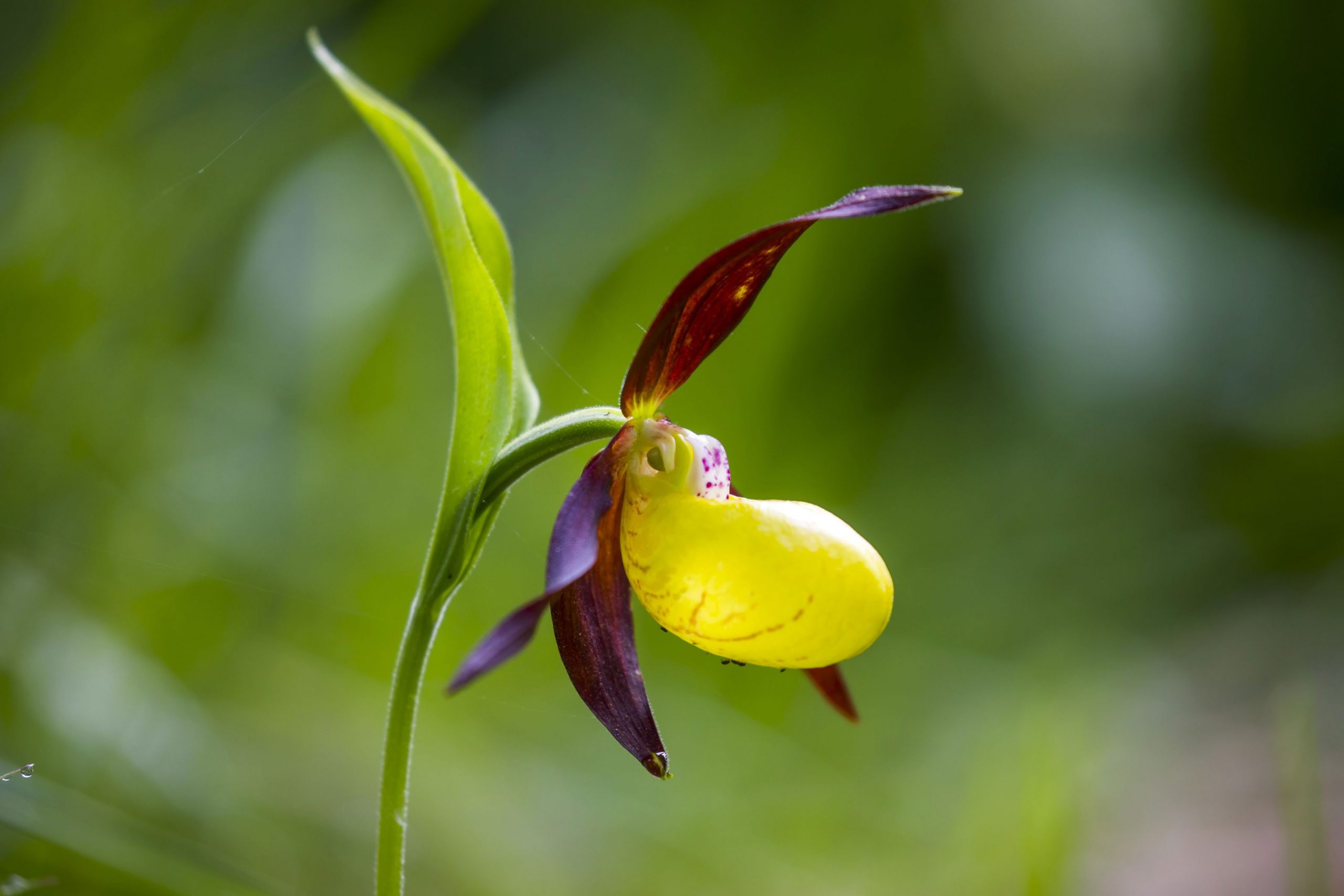 Singapore botează o orhidee după președintele filipinez și soția sa