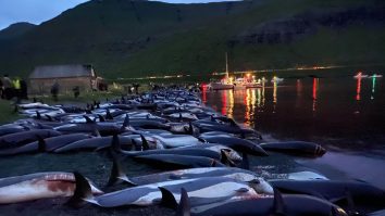 VIDEO. Australia: 230 de balene au murit după ce au eșuat pe o plajă din Tasmania