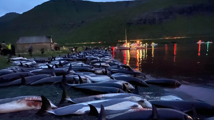 VIDEO. Australia: 230 de balene au murit după ce au eșuat pe o plajă din Tasmania