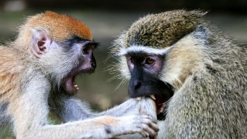 STUDIU. Comportamentul primatelor s-a schimbat atunci când grădinile zoologice au fost închise din cauza unei pandemiei