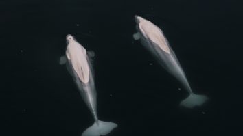 VIDEO. Golful Hudson din Canada, un refugiu estival pentru mii de beluga