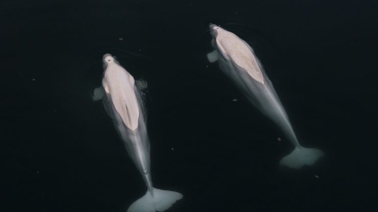 VIDEO. Golful Hudson din Canada, un refugiu estival pentru mii de beluga