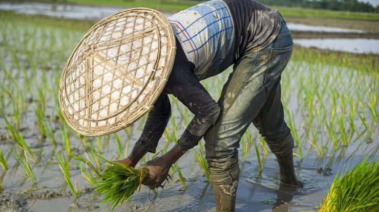 Astronauții chinezi au reușit să cultive orez în spațiu