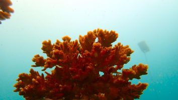 Parcul Galapagos din Ecuador experimentează replantarea coralilor pentru a reface ecosistemele fragile