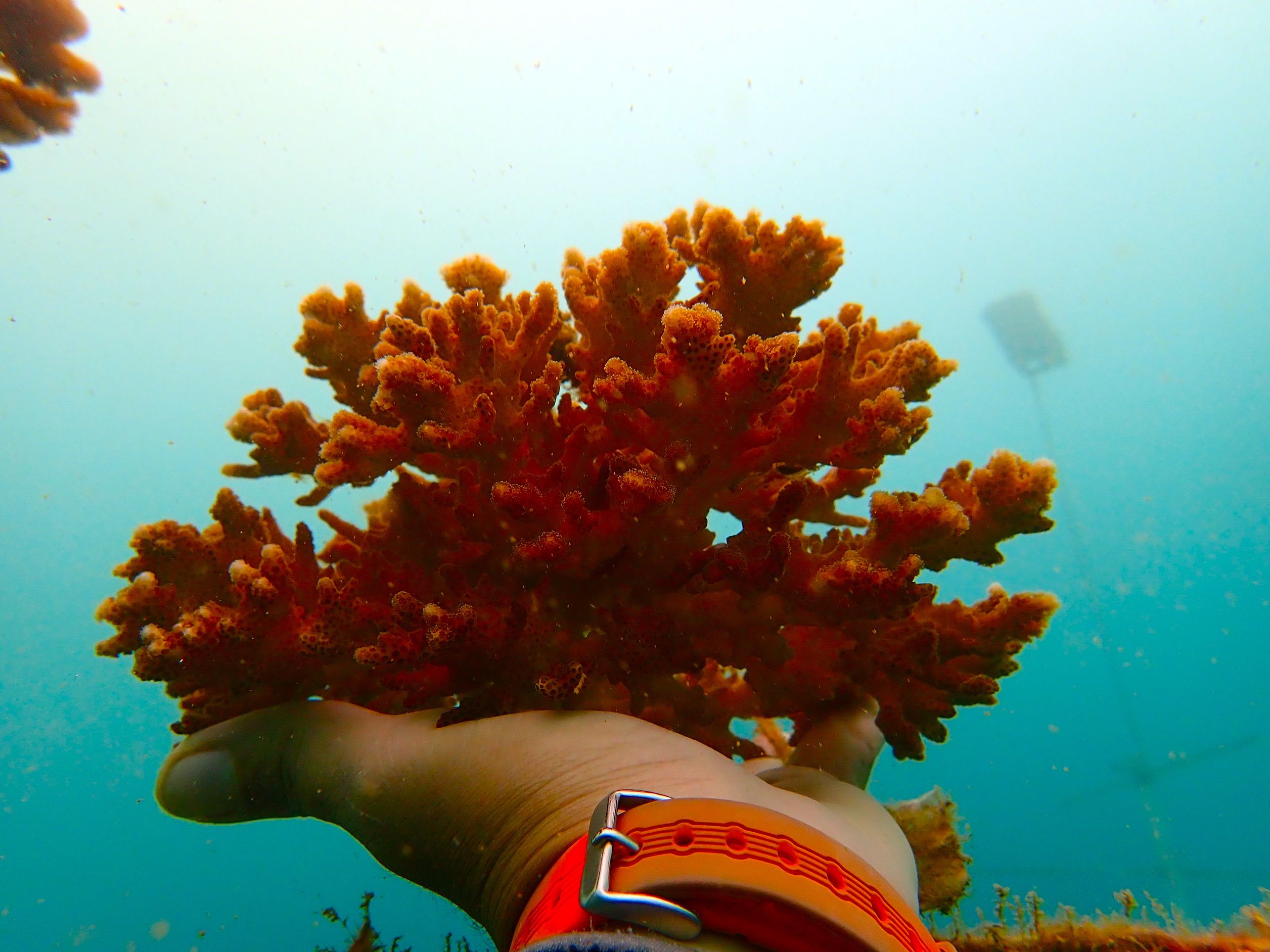 Parcul Galapagos din Ecuador experimentează replantarea coralilor pentru a reface ecosistemele fragile