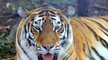 O mamă eroină s-a luptat cu mâinile goale cu un tigru pentru a-și salva fiul