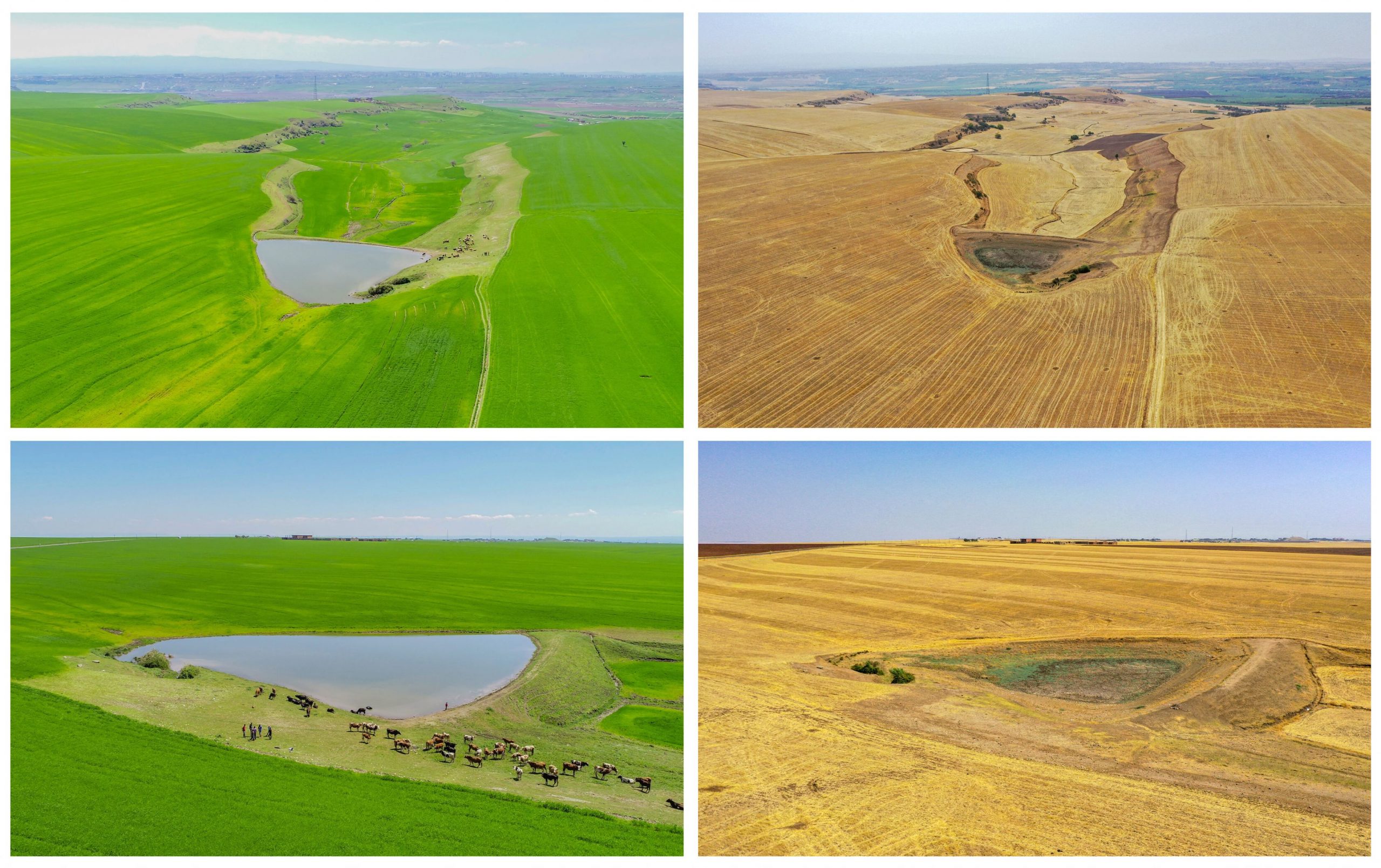 Studiu. Schimbările climatice dau o altă culoare lacurilor. Încălzirea temperaturilor globale ar putea face ca mai multe lacuri să devină verzi-maronii