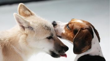 VIDEO. Primul lup arctic clonat și-a făcut apariția la o grădină zoologică din China