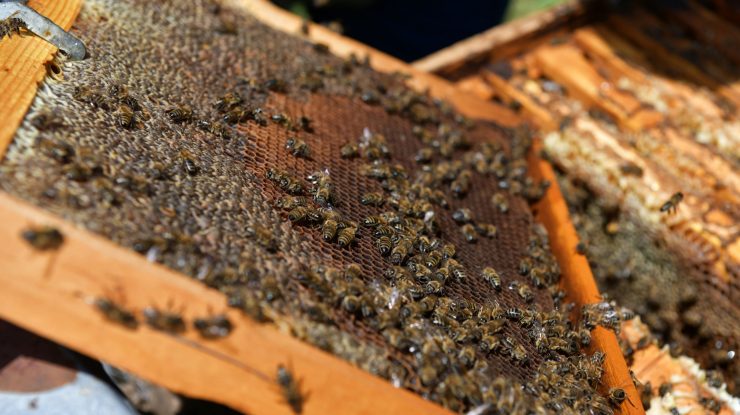 STUDIU. Albinele „numără” de la stânga la dreapta, la fel ca oamenii