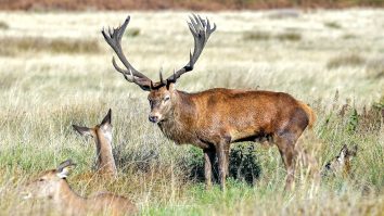 Populațiile de animale au scăzut cu aproape 70% în ultimii 50 de ani